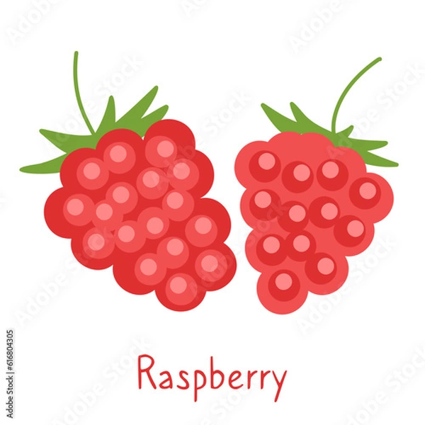 Obraz Raspberry isolated hand drawn illustration on a white background. Simple poster and card