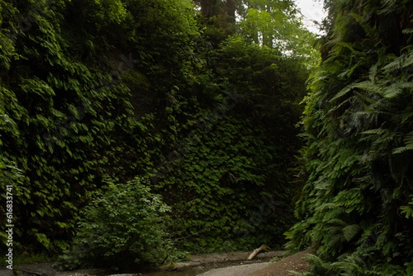 Obraz Fern canyon, Jurassic Park Film location