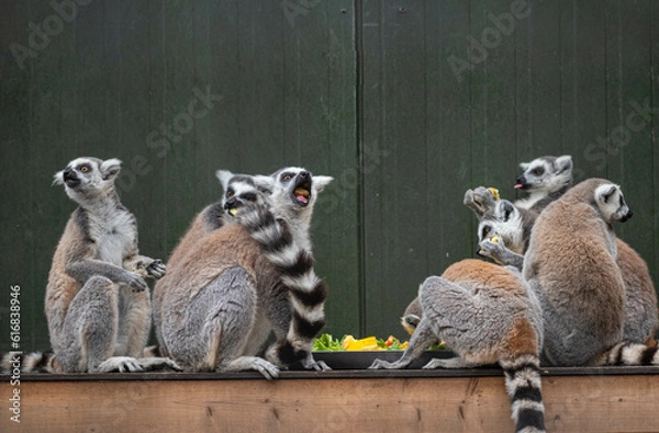 Fototapeta Ring-tailed lemurs eat a variety of vegetables in their enclosure and are making funny faces at Hoenderdaell zoo in Anna Paulowna, North holland (noord-holland), the Netherlands