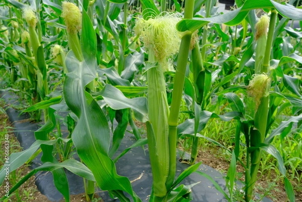 Fototapeta 近郊農業のトウモロコシ（東京・府中）