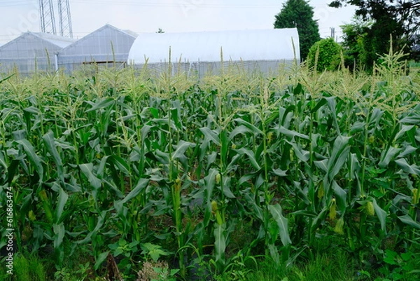Fototapeta 近郊農業のトウモロコシ（東京・府中）