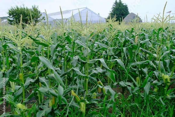 Fototapeta 近郊農業のトウモロコシ（東京・府中）
