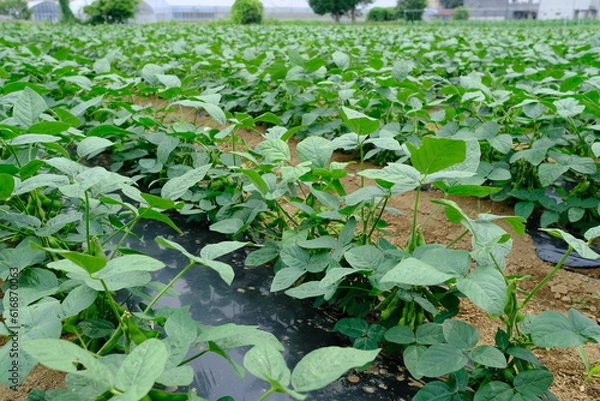 Fototapeta 近郊農業の枝豆畑（東京・府中）