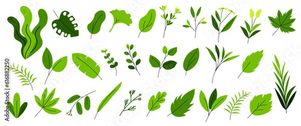 Obraz Leaves & Herbs 1