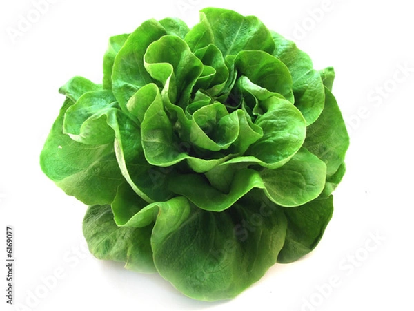 Fototapeta lettuce