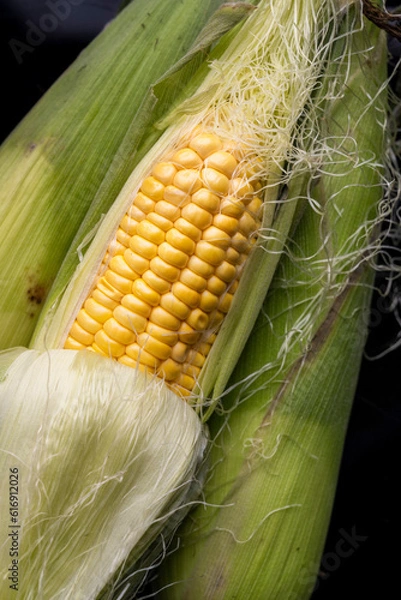 Obraz とうもろこし