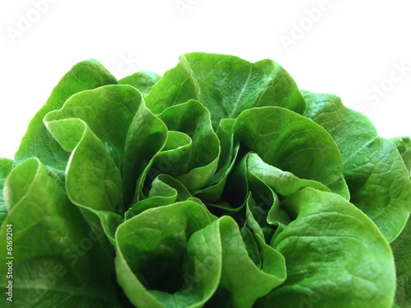 Obraz lettuce