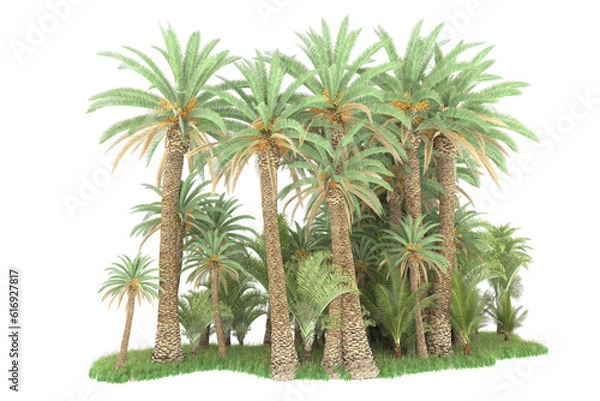 Fototapeta Tropical forest isolated on transparent background. 3d rendering - illustration