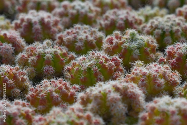 Fototapeta cactus garden on the farm hobby and leisure activities for another form of happiness