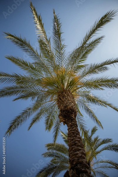Obraz palm trees against sky
