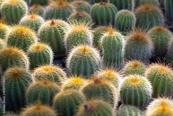 Fototapeta cactus garden on the farm hobby and leisure activities for another form of happiness