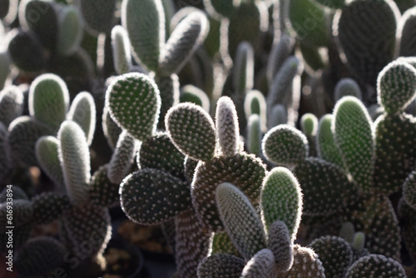 Fototapeta cactus garden on the farm hobby and leisure activities for another form of happiness