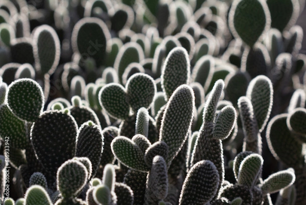 Fototapeta cactus garden on the farm hobby and leisure activities for another form of happiness