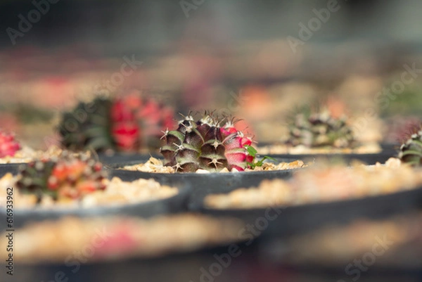 Fototapeta cactus garden on the farm hobby and leisure activities for another form of happiness