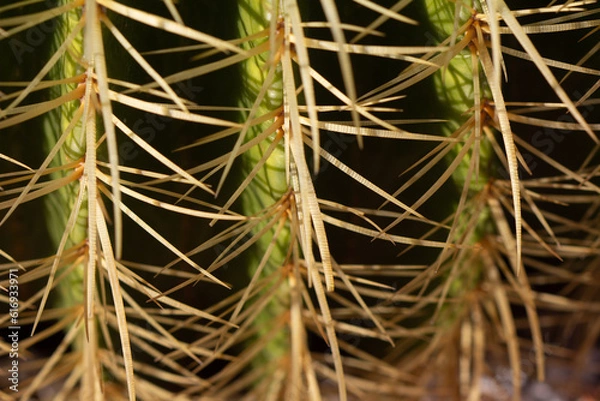 Fototapeta cactus garden on the farm hobby and leisure activities for another form of happiness