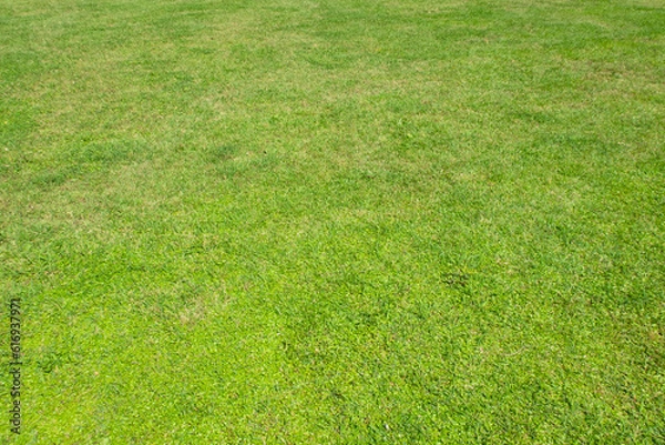 Fototapeta 鮮やかな緑色の芝が広がる公園