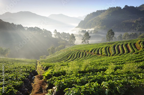 Obraz Strawberry Field