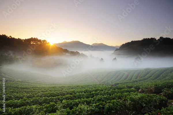 Obraz Strawberry Field
