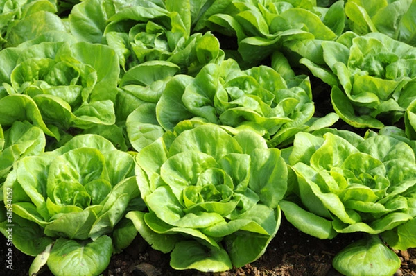 Obraz Butterhead lettuce