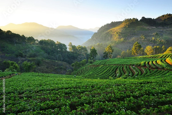 Obraz Strawberry Field
