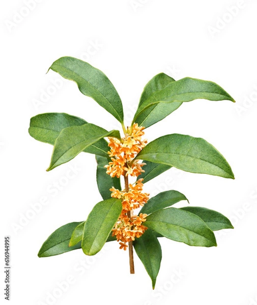 Obraz キンモクセイ　11月撮影