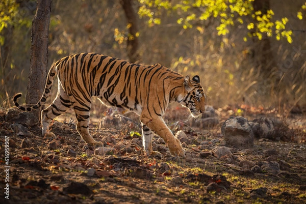 Obraz Royal bengal tiger pose in beautiful place. Amazing tigers in the nature habitat. Wildlife scene with dangerous beast. Hot weather in wild India. Panthera tigris tigris.