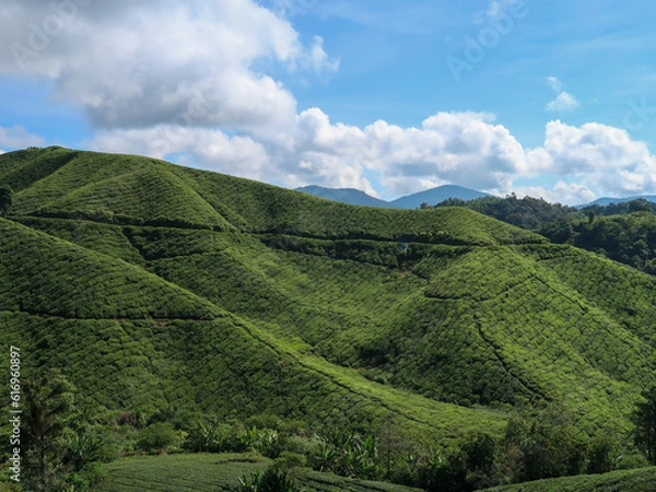 Fototapeta Cameron Highlands, Malaysia: Tourists visiting a black tea plantation with viewing platform in the mountains of Cameron Highlands, Malaysia.