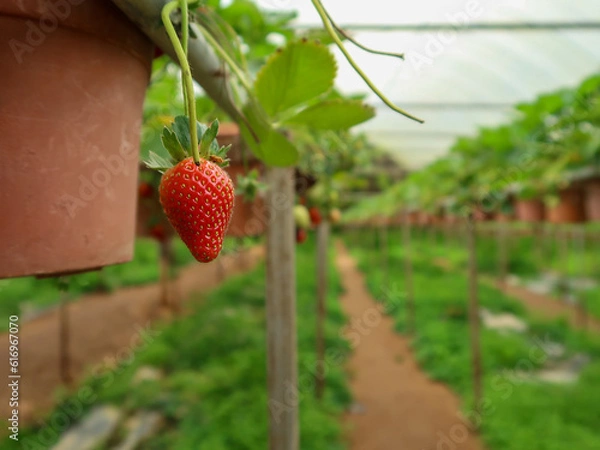 Fototapeta Strawberry in the pots, Cameron Highlands