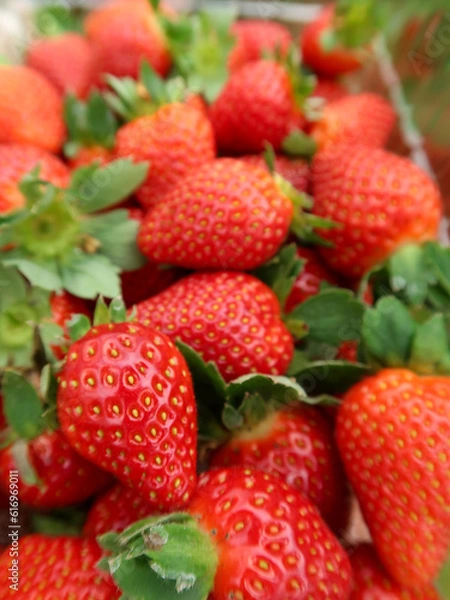 Fototapeta Strawberry in the pots, Cameron Highlands