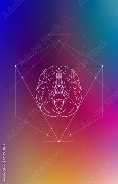 Fototapeta Minimal neuroscience infographic on gradient. Human brain lobes and functions illustration. Brain anatomy structure sections. Futuristic neurobiology scientific medical vector.