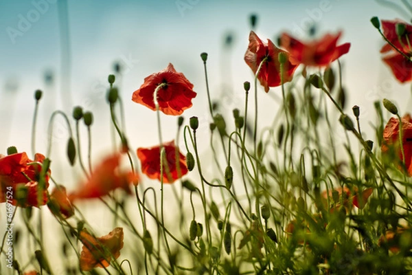 Fototapeta Mohnblumen auf Sommerwiese