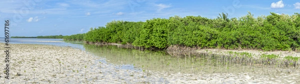 Obraz Mangrove lagoon panoramic