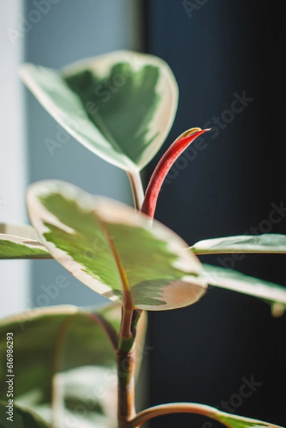 Fototapeta Red bud of ficus tineke in focus with blurred background