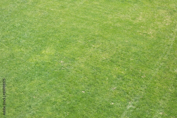 Obraz Green field. Top view of lawn. Green grass.
