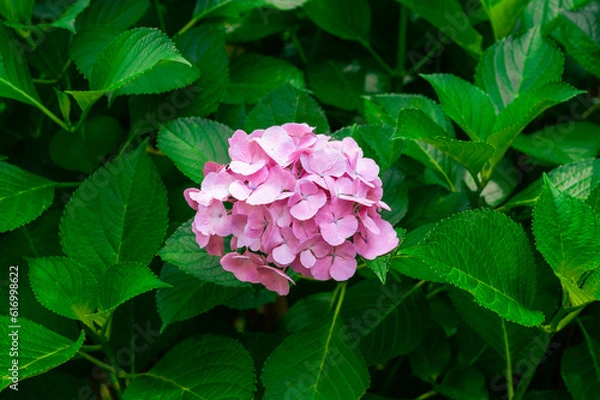 Fototapeta グリーンの葉とピンクの花、どこらか見ても真面目に紫陽花