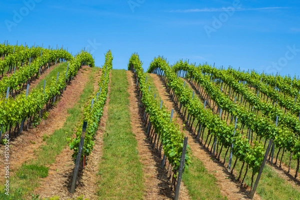 Fototapeta Hike through the vineyards around the Wißberg in Rheinhessen/Germany