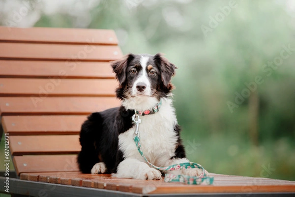 Fototapeta Australian Shepherd (Aussie) dog strolling in a beautiful urban park - a delightful stock photo capturing the energetic and playful nature of this intelligent and loyal breed in a picturesque city set