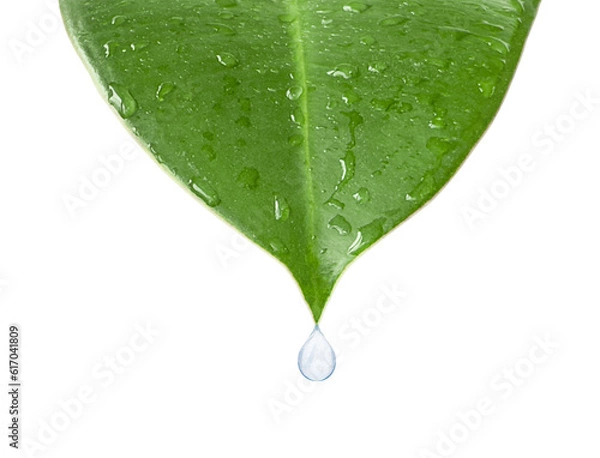 Fototapeta A green leaf of a plant with drops of water. A drop of water drips from the tip of the leaf. Isolated. Close-up on a white background. Macro nature. Copy space