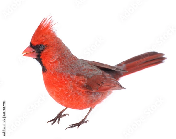 Obraz Kardynał na białym tle