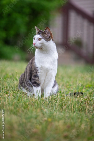 Fototapeta cat outside enjoying the fresh air