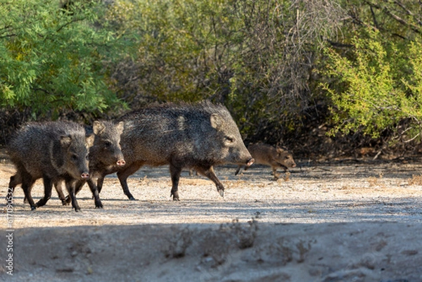 Fototapeta Five members of a family of collared peccary, Dicotyles tajacu, AKA javelina, two of them, young babies in the Sonoran Desert. Pima county, Tucson, Arizona, USA.
