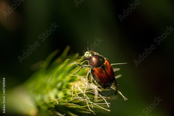 Fototapeta Invasive Japanese Beetle Popillia japonica on plant stem - macro close up copy space Arlington Virginia Non-Native Introduced