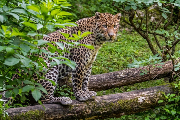 Fototapeta Javan leopard (Panthera pardus melas) sitting on fallen tree trunk showing camouflage colours, native to the Indonesian island of Java