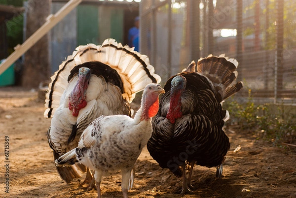 Obraz Tom Turkey Posing in garden