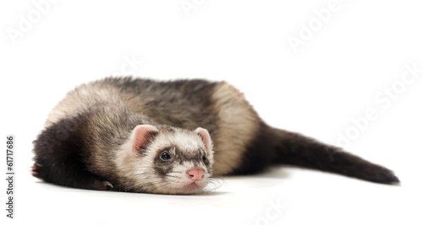 Fototapeta Polecat on a white background