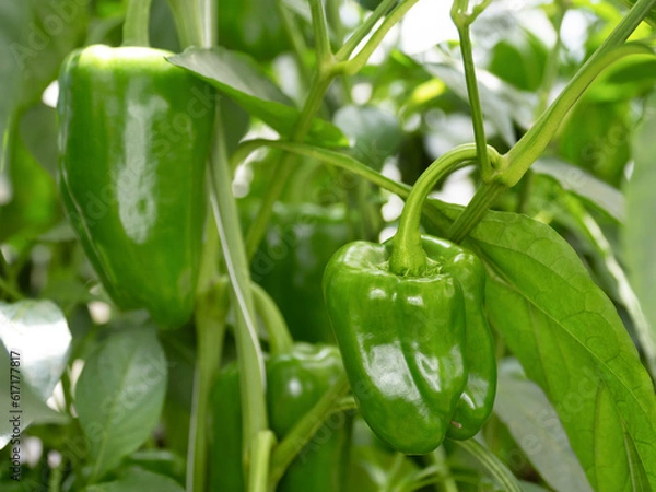 Fototapeta ビーマンの栽培