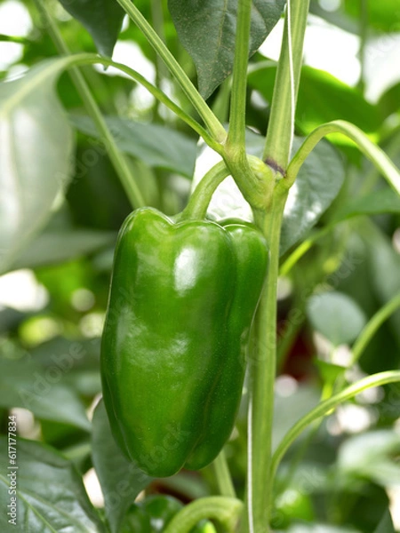 Fototapeta ビーマンの栽培