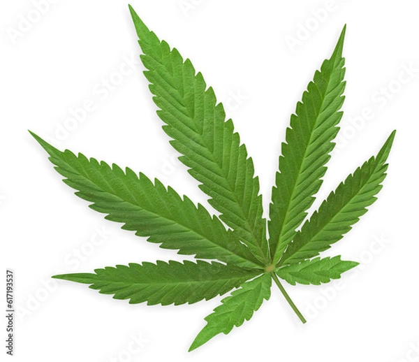 Obraz cannabis leaf isolated with shadow