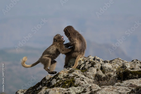 Fototapeta Gelada Baboons