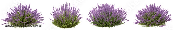 Obraz Set of lavender flowers with isolated on transparent background. PNG file, 3D rendering illustration, Clip art and cut out
